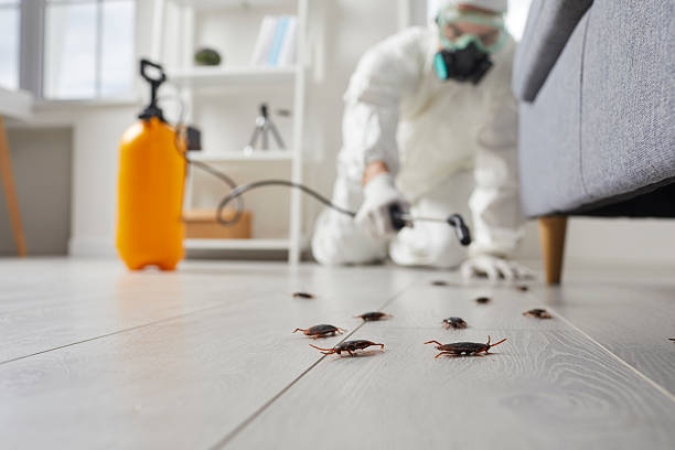 Trusted Cockroach Control service in McChord AFB, WA - Nex Pest Control