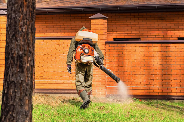Trusted Ant Control service in McChord AFB, WA - Nex Pest Control